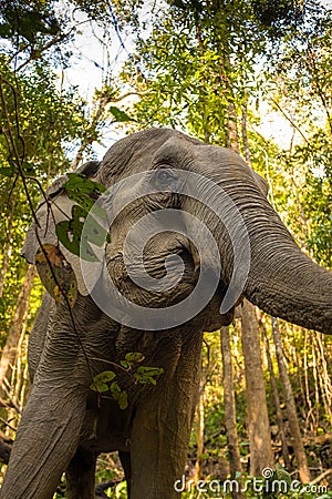 A close up taken from a low angle of Asian Elephant in the jungle in Thailand Stock Photo