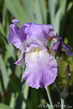 Tall bearded iris Pink Plume Stock Photo