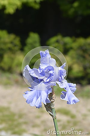 Tall bearded iris Rapture in Blue Stock Photo