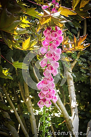 Close-up of tall pink foxglove flower growing under a Maple tree - vertical with bokeh Stock Photo