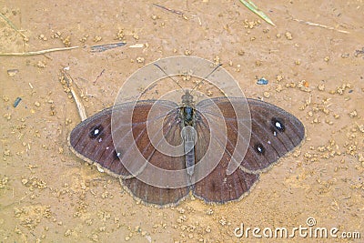 Tan nymphalidae butterfly Stock Photo