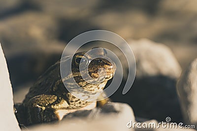 Close up Taurus frog Rana Holtzi view inside Cinili lake. Bolkar mountains, Nigde, Turkey Stock Photo