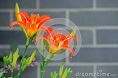 Tawny daylily flowers Stock Photo