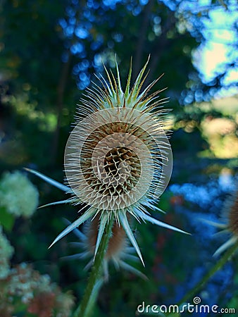 Close up of teasel thorn plant in bloom in end of summer. Green trees background Stock Photo