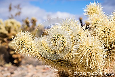 Close up of Teddybear Cholla Cylindropuntia bigelovii, Cholla Cactus Garden, Joshua Tree National Park, south California Stock Photo