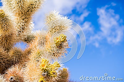 Close up of Teddybear Cholla (Cylindropuntia bigelovii), Cholla Cactus Garden, Joshua Tree National Park, south California; blue Stock Photo