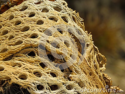 Close-up of Teddybear Cholla Skeleton Stock Photo