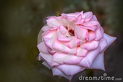 Close up of tenderness pink rose. Flower Stock Photo