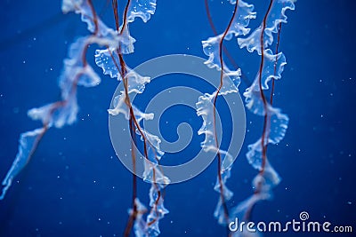 Close-up tentacles of sea northern nettle jellyfish swims in West Coast ocean water. Amazing nature background of Stock Photo