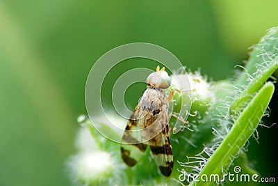 Close-up Terellia ruficauda, fruit flies on green leaf Stock Photo