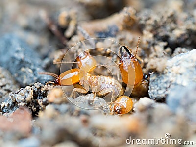 Close up termites or white ants destroyed Stock Photo