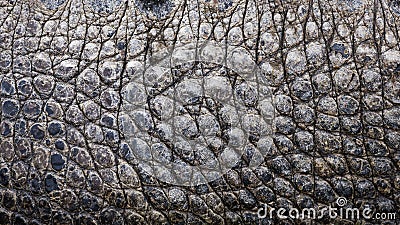 Close up texture of alligator skin Stock Photo