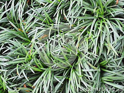 close up texture background of mini mondo grass Stock Photo