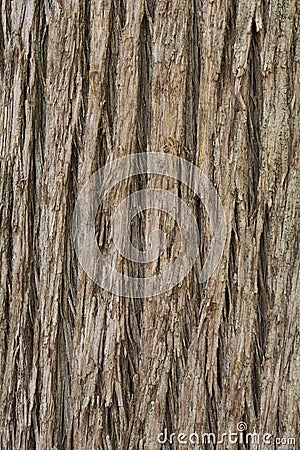 Close up texture of Cypress tree bark Stock Photo