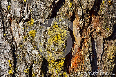 Close-up texture of Pine tree bark with orange cambium and yellow green lichen Stock Photo