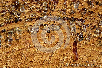 Close-up and texture of a sawed-off tree trunk with many drops of resin hanging from it Stock Photo