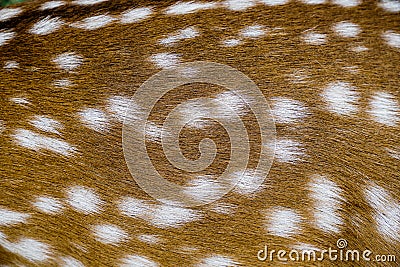 Close up texture of spotted deer skin Stock Photo