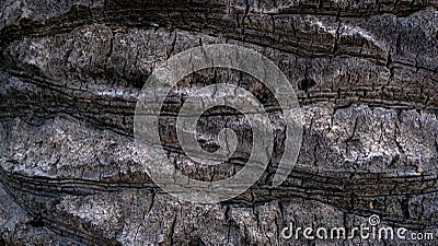 Close-up of the texture of a tree. Stock Photo