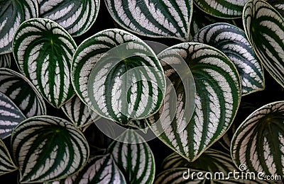 Close up of the texture of Tropical `Peperomia Argyreia` background or `watermelon Peperomia` plant with round silvery green Stock Photo