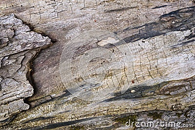 Texture of old wood with bark and cracks on the surface Stock Photo