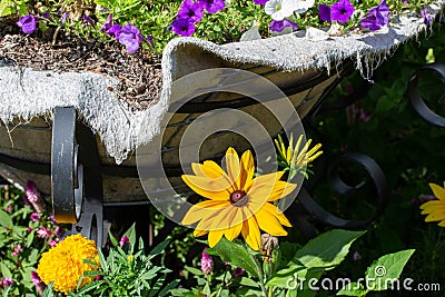 Close up texture view of a beautiful yellow gloriosa daisy in a sunny garden Stock Photo