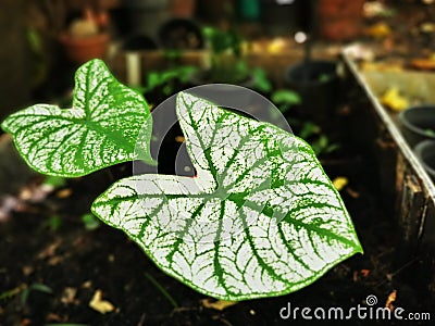 Selective focusing on textured and lines of Long-Leaf Caladium bicolor called Angel-Wings, Elephant-Ear in the home garden Stock Photo