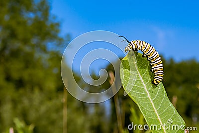 Monarch Butterfly Caterpillar eating milkweed. Stock Photo