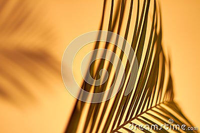 Close-up thin long palm leaves. Stock Photo