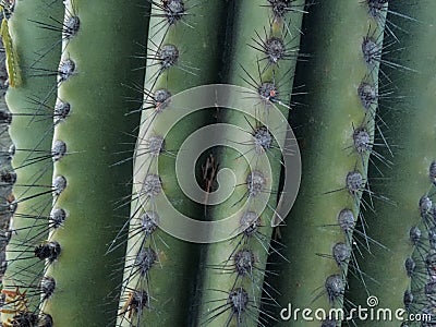 Close up of thorn on cactus tree The saguaro cactus carnegia gigantia is one of the most widely recognized symbols of the Southw Stock Photo