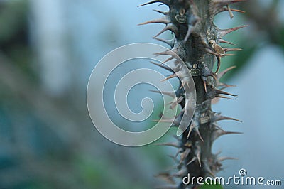 Close up thorns blur background texture detail object Stock Photo