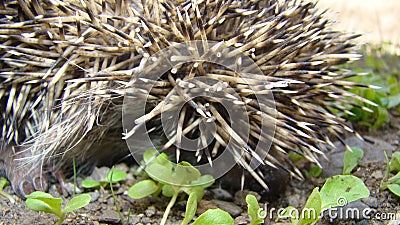 Close up of Thorns of a hedgehog Close up hedgehog. European hedgehog in the garden. Scientific name: Erinaceus europaeus. delight Stock Photo