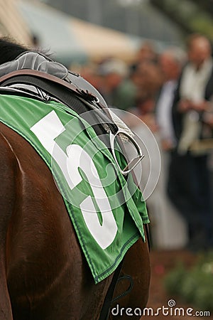 Close Up of Thoroughbred Horse Stock Photo