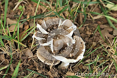 Brown Amanita Mushrooms in Grass Close-up Stock Photo