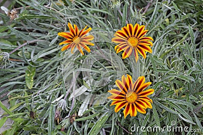 Close-up of three gazania flowers. Grow in the city garden Stock Photo