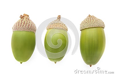 Close-up of three green acorns Stock Photo