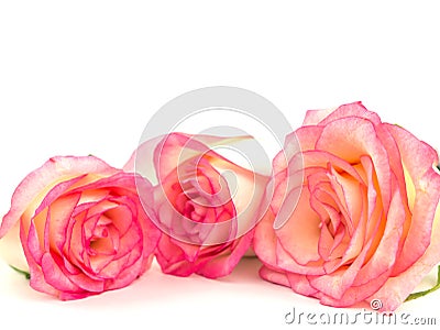 Close up of three pink roses isolate on white. Pink fresh roses. rose isolate on white. Selective focus Stock Photo