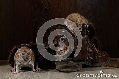 Close-up three rats climb inside brown shoes on the gray floors. Stock Photo