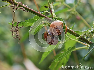 Close-up of three small Roman snails Helix pomatia grouped on one leaf Stock Photo