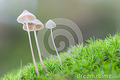 Close-up of three tiny bleeding helmet mushrooms (Mycena haematopus) standing together in moss Stock Photo