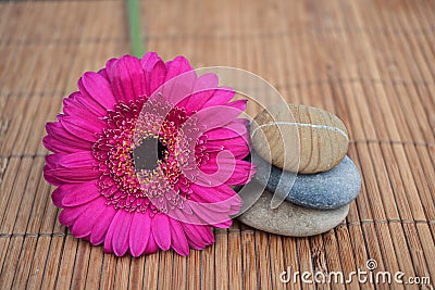 Close up of Three zen stones with pink gerber daisy on bamboo reed Stock Photo