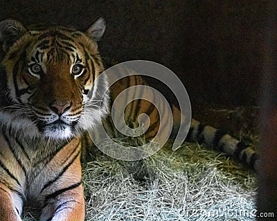 Close up of tiger face, powerful dangerous intense wild siberian tiger, looking at camera Stock Photo