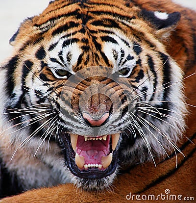 Close up of a tiger's face with bare teeth Stock Photo