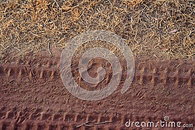 Close up tiger trail on road in national park Stock Photo