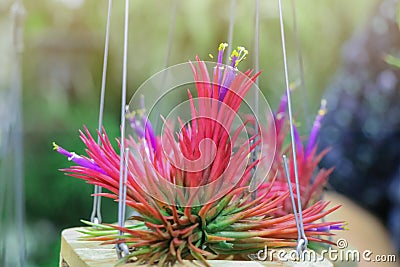 Close up Tillandsia hanging in a garden.Tillandsia plant commonly known as Airplants. Stock Photo