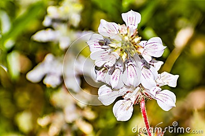 Close up of Tincture plant Collinsia tinctoria wildflowers blooming in Yosemite National Park, Sierra Nevada mountains, Stock Photo