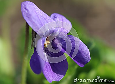 Close up Tiny Blue Viola Flower Stock Photo
