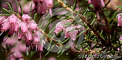 Close-up of the tiny flowers of heather, scientific name Calluna vulgaris Stock Photo