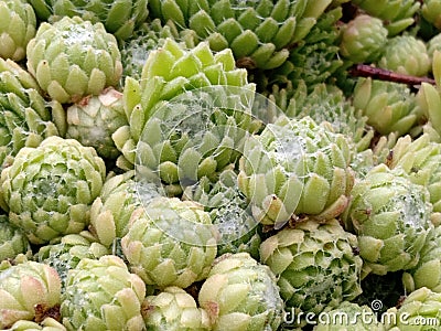 Close up of tiny green succulent rosettes Stock Photo