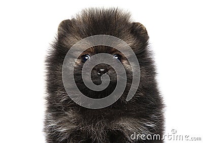 Close-up of a Tiny Spitz puppy on white Stock Photo