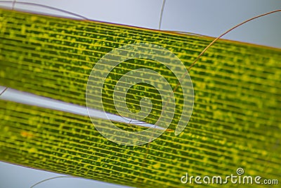 Close-up of the tip of a palm leaf as a natural relaxing backdrop to admire. The concept that a green natural palm leaf can help Stock Photo